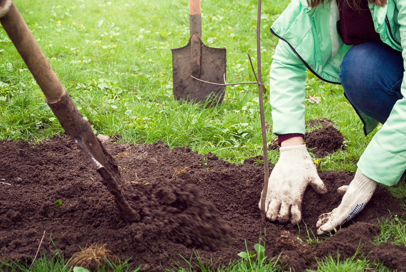 Soil Fertility Lessons for Gardeners: A Primer for Gardeners