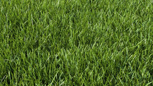 Type of Lawn Grasses - Kentucky Bluegrass