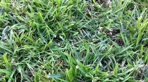 Types of Lawn Grasses - Tall Fescue