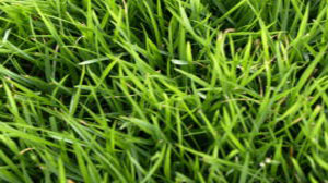 Types of Lawn Grasses - Zoysia