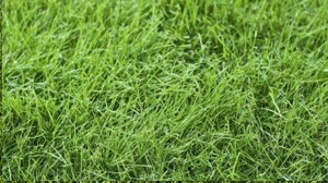 Types of Lawn Grasses - Fine Fescue